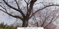 桜を見に散歩♪